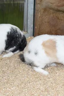 Nino und Nala – Löwenkopfmix-Zwergkaninchen, Weibchen, 2 Jahre 1 Monat, 90537 Feucht – Foto 2