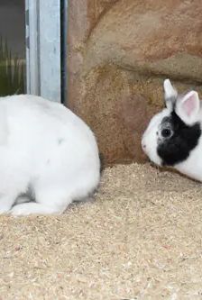Nino und Nala – Löwenkopfmix-Zwergkaninchen, Weibchen, 2 Jahre 1 Monat, 90537 Feucht – Foto 3