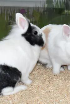 Nino und Nala – Löwenkopfmix-Zwergkaninchen, Weibchen, 2 Jahre 1 Monat, 90537 Feucht – Foto 4