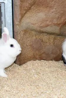 Nino und Nala – Löwenkopfmix-Zwergkaninchen, Weibchen, 2 Jahre 1 Monat, 90537 Feucht – Foto 5