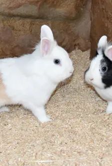 Nino und Nala – Löwenkopfmix-Zwergkaninchen, Weibchen, 2 Jahre 1 Monat, 90537 Feucht – Foto 6