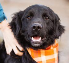Mike – Retriever Mischling, Männchen, 1 Jahr 6 Monate, Nordic Strays e.V. – Foto 2