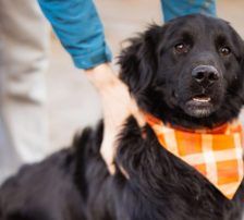 Mike – Retriever Mischling, Männchen, 1 Jahr 6 Monate, Nordic Strays e.V. – Foto 3