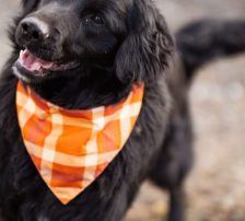 Mike – Retriever Mischling, Männchen, 1 Jahr 6 Monate, Nordic Strays e.V. – Foto 4