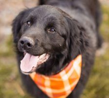 Mike – Retriever Mischling, Männchen, 1 Jahr 6 Monate, Nordic Strays e.V. – Foto 5