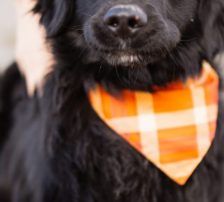 Mike – Retriever Mischling, Männchen, 1 Jahr 6 Monate, Nordic Strays e.V. – Foto 6