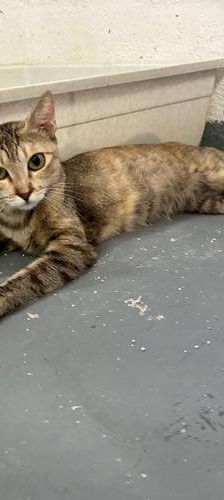 Pernilla – Europäisch Kurzhaar, Weibchen, 1 Jahr 6 Monate, 65520 Bad Camberg – Foto 1