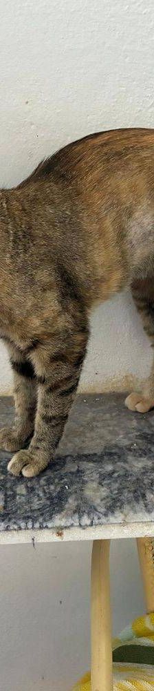 Pernilla – Europäisch Kurzhaar, Weibchen, 1 Jahr 6 Monate, 65520 Bad Camberg – Foto 3