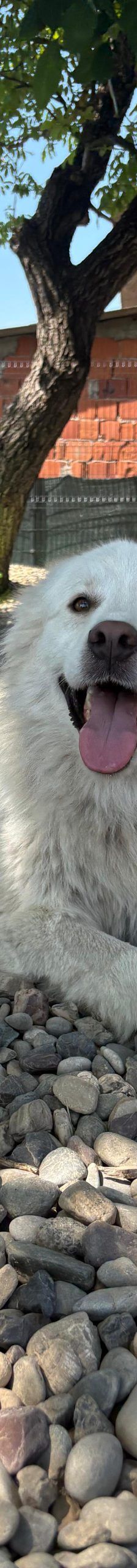 Medo – Mischling, Männchen, 24 Monate, Nordic Strays e.V. – Foto 1