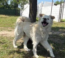 Medo – Mischling, Männchen, 24 Monate, Nordic Strays e.V. – Foto 2