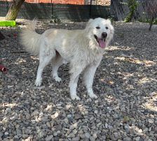 Medo – Mischling, Männchen, 24 Monate, Nordic Strays e.V. – Foto 3