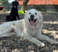 Medo – Mischling, Männchen, 24 Monate, Nordic Strays e.V. – Foto 4