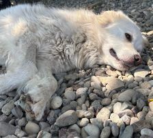 Medo – Mischling, Männchen, 24 Monate, Nordic Strays e.V. – Foto 5
