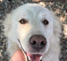 Medo – Mischling, Männchen, 24 Monate, Nordic Strays e.V. – Foto 6