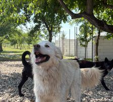 Medo – Mischling, Männchen, 24 Monate, Nordic Strays e.V. – Foto 7