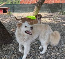 Medo – Mischling, Männchen, 24 Monate, Nordic Strays e.V. – Foto 9