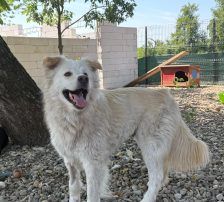 Medo – Mischling, Männchen, 24 Monate, Nordic Strays e.V. – Foto 10