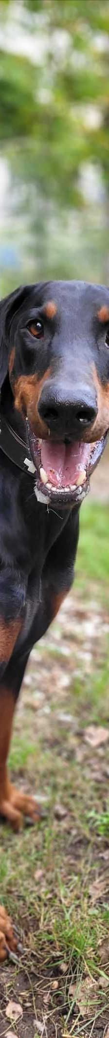 ZEUS – Dobermann, Männchen, 3 Jahre, 81829 München – Foto 1