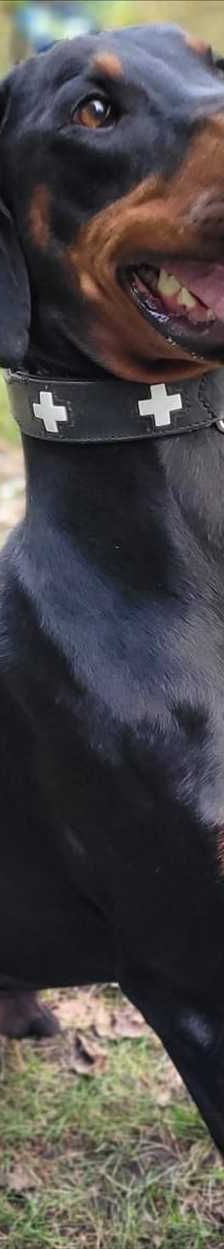ZEUS – Dobermann, Männchen, 3 Jahre, 81829 München – Foto 2