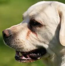 Wotan – Labrador, Männchen, 4 Jahre 3 Monate, 90537 Feucht – Foto 1