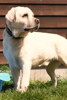 Wotan – Labrador, Männchen, 4 Jahre 3 Monate, 90537 Feucht – Foto 2