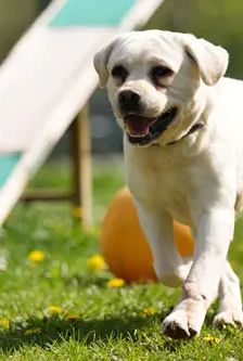 Wotan – Labrador, Männchen, 4 Jahre 3 Monate, 90537 Feucht – Foto 3