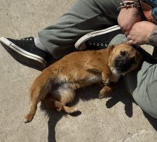 Mihajela – Mischling, Weibchen, 7 Monate, Nordic Strays e.V. – Foto 4
