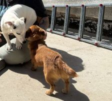 Mihajela – Mischling, Weibchen, 7 Monate, Nordic Strays e.V. – Foto 5