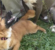 Mihajela – Mischling, Weibchen, 7 Monate, Nordic Strays e.V. – Foto 6