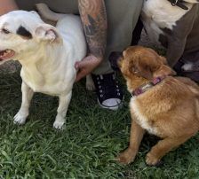 Mihajela – Mischling, Weibchen, 7 Monate, Nordic Strays e.V. – Foto 7