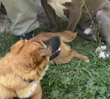 Mihajela – Mischling, Weibchen, 7 Monate, Nordic Strays e.V. – Foto 8