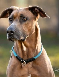 Gamba – Ridgeback-Malinois-Mix, Männchen, 3 Jahre 11 Monate, 70195 Stuttgart-Botnang – Foto 2