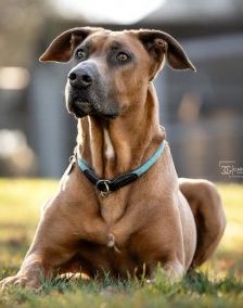 Gamba – Ridgeback-Malinois-Mix, Männchen, 3 Jahre 11 Monate, 70195 Stuttgart-Botnang – Foto 3