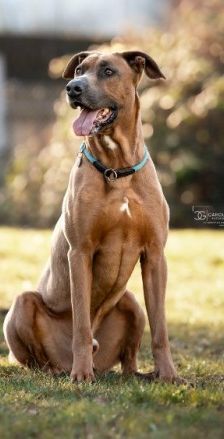 Gamba – Ridgeback-Malinois-Mix, Männchen, 3 Jahre 11 Monate, 70195 Stuttgart-Botnang – Foto 4