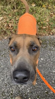 Gamba – Ridgeback-Malinois-Mix, Männchen, 3 Jahre 11 Monate, 70195 Stuttgart-Botnang – Foto 5