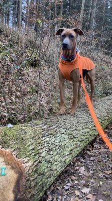 Gamba – Ridgeback-Malinois-Mix, Männchen, 3 Jahre 11 Monate, 70195 Stuttgart-Botnang – Foto 6