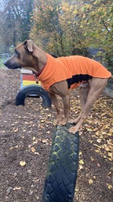 Gamba – Ridgeback-Malinois-Mix, Männchen, 3 Jahre 11 Monate, 70195 Stuttgart-Botnang – Foto 7