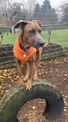 Gamba – Ridgeback-Malinois-Mix, Männchen, 3 Jahre 11 Monate, 70195 Stuttgart-Botnang – Foto 8