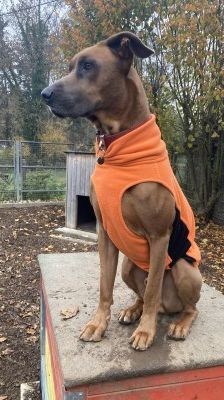Gamba – Ridgeback-Malinois-Mix, Männchen, 3 Jahre 11 Monate, 70195 Stuttgart-Botnang – Foto 9