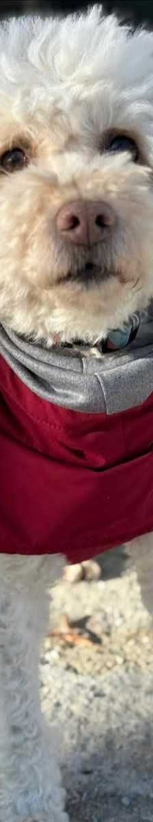MAXI – Pudel, Mix, Männchen, 7 Jahre 7 Monate, 81829 München – Foto 2