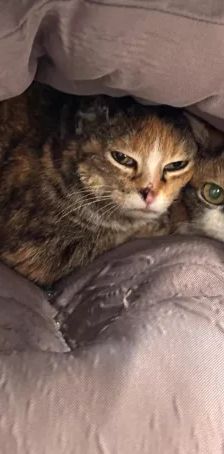 Coco & Lulu – EKH, Weibchen, Alter unbekannt, 26389 Wilhelmshaven – Foto 1