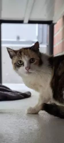 Coco & Lulu – EKH, Weibchen, Alter unbekannt, 26389 Wilhelmshaven – Foto 2