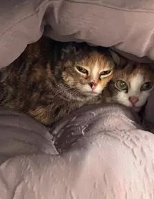 Coco & Lulu – EKH, Weibchen, Alter unbekannt, 26389 Wilhelmshaven – Foto 3