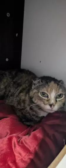 Coco & Lulu – EKH, Weibchen, Alter unbekannt, 26389 Wilhelmshaven – Foto 4