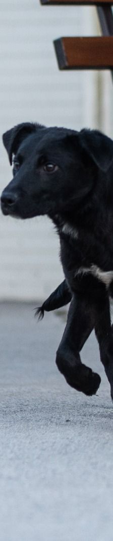 Simun – Mischling, Männchen, 1 Jahr 3 Monate, Nordic Strays e.V. – Foto 2