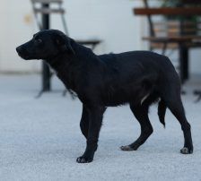 Simun – Mischling, Männchen, 1 Jahr 3 Monate, Nordic Strays e.V. – Foto 11