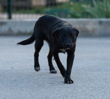Simun – Mischling, Männchen, 1 Jahr 3 Monate, Nordic Strays e.V. – Foto 12