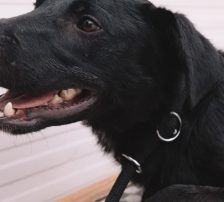 Simun – Mischling, Männchen, 1 Jahr 3 Monate, Nordic Strays e.V. – Foto 13