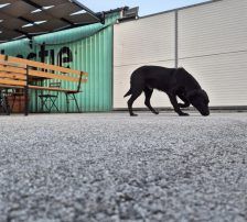 Simun – Mischling, Männchen, 1 Jahr 3 Monate, Nordic Strays e.V. – Foto 3