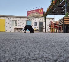 Simun – Mischling, Männchen, 1 Jahr 3 Monate, Nordic Strays e.V. – Foto 4